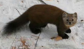 Marten Attractants
